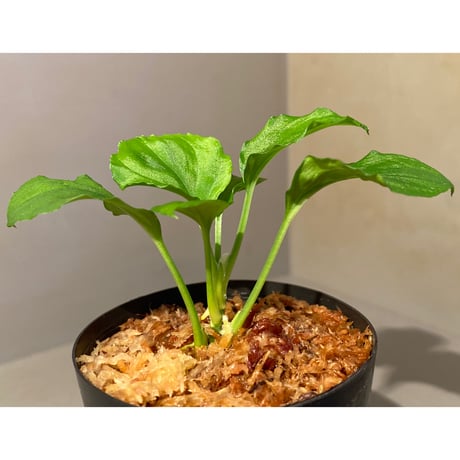 Homalomena sp. (Green) from Solok sumatera [LA0214-3]
