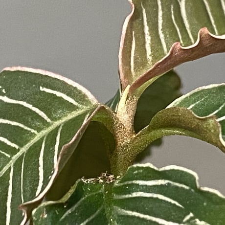 Ardisia sp. from Perlis Malaysia