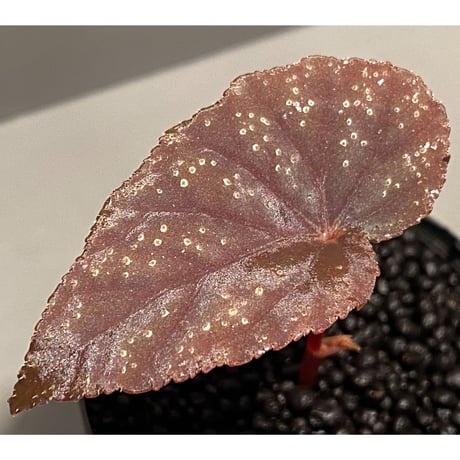 Begonia integrifolia from Satun Thailand