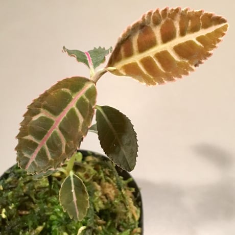 Labisia sp. from Riau  Sumatera