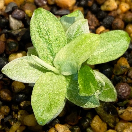 Schismatoglottis sp. "初霜錦" from Murung raya [LA0515-05]