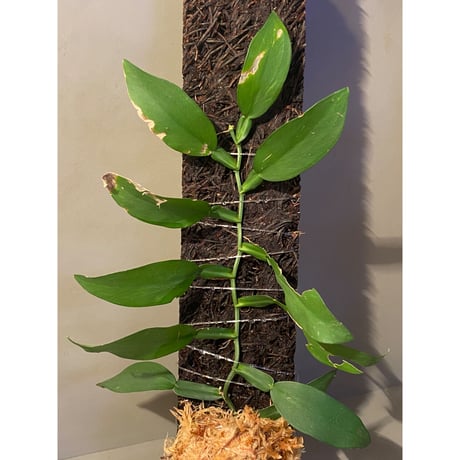 Epipremnum sp. from Prachuap Khiri Khan