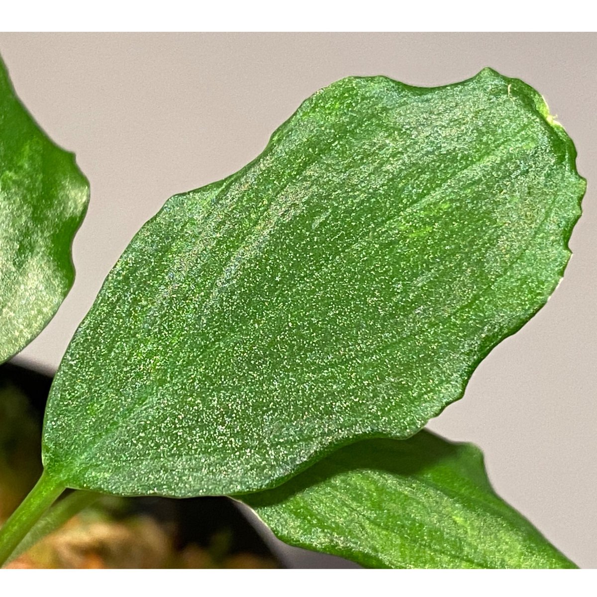 Homalomena sp. Sabah 強ラメホマロメナサバ