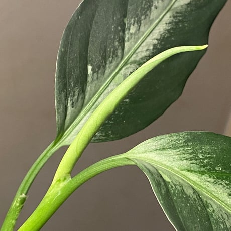 Aglaonema pictum "Hair Line" from Tigalingga [HW0219-01g] ①