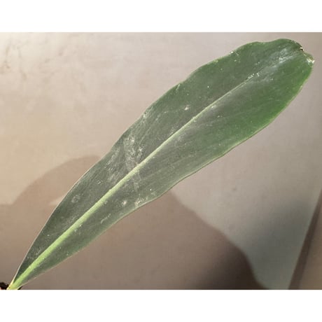 Galantharum sp. from  Mahakam East Kalimantan