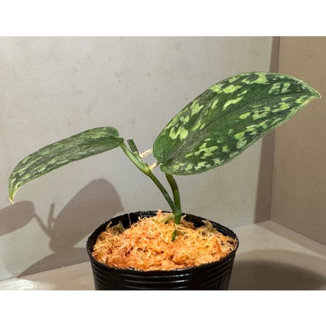 Scindapsus sp. "Dragon scale"