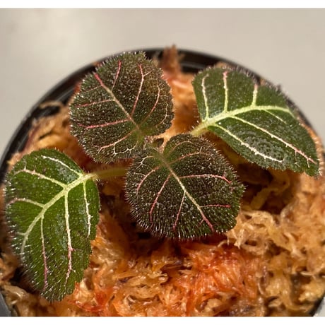 Pearcea hypocyrtiflora from South America