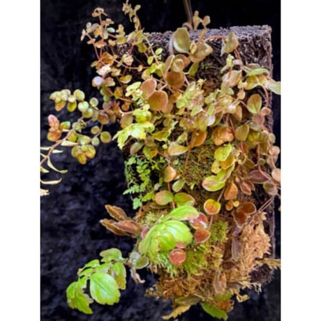 Pilea imparifolia from Iquitos Peru [tanakay]