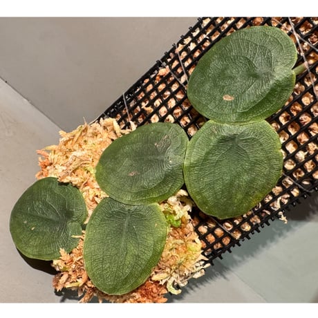 Pothos barberianus from Kapuas fulu West Kalimantan