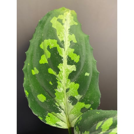 Aglaonema pictum from  Sumatera  Utara [KN]