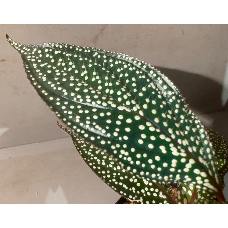 Sonerila sp. mamei | M・R・G・R