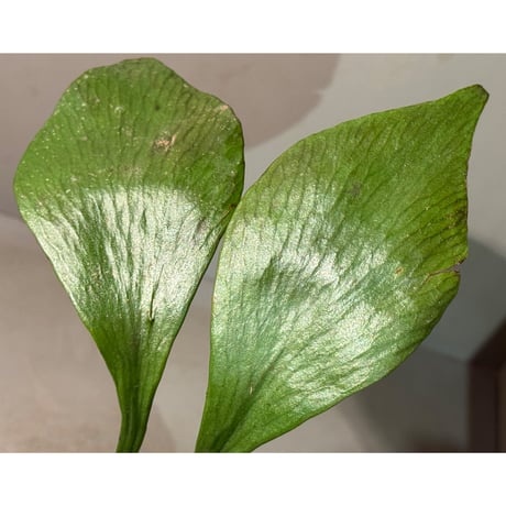 Antrophyum sp. from Aceh sumatera ①