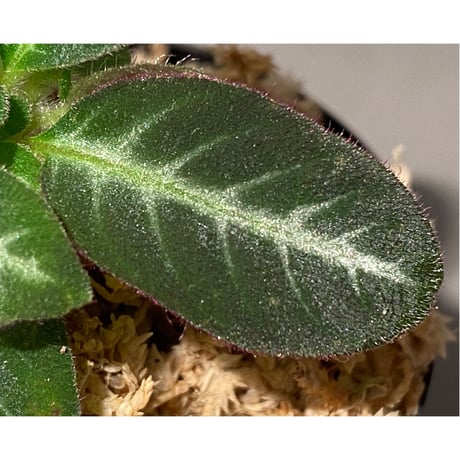 Codonoboea cf. pumilla from Riau sumatera [LA1119-02]