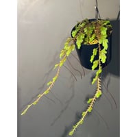 Selaginella sp. from Iquitos Peru [tanakay]