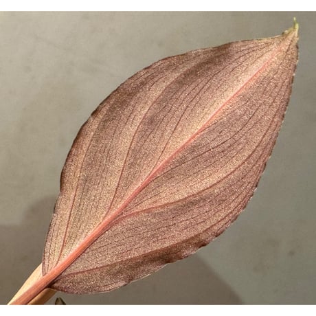 Homalomena sp. "Red leaf" from Kalbar [AZ0823-2]