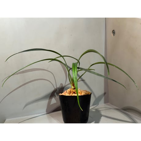 Josefia intricata (旧Aridarum perisai) from Central Kalimantan