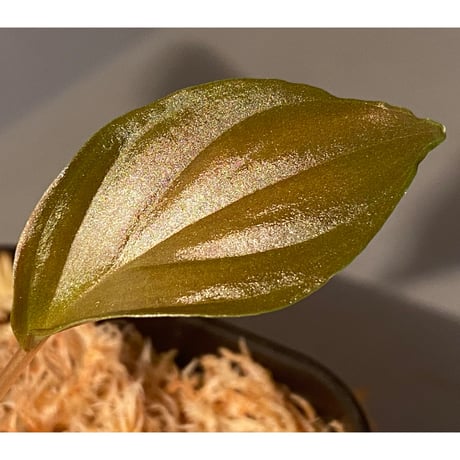 Homalomena sp. from Pahang Malaysia [R0718-02] RIO