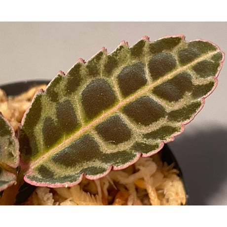 Emblemantha urnulata (Labisia sp.) from Riau sumatera [LA0815-01]