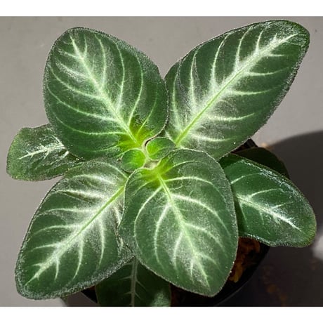 Codonoboea cf. pumilla from Riau sumatera [LA1119-02]