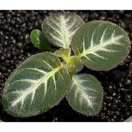 Codonoboea cf. pumilla from Riau sumatera [LA1119-02]