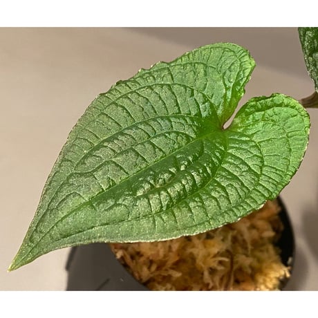 Anthurium clidemioides