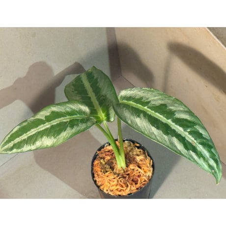 schismatoglottis | STORES