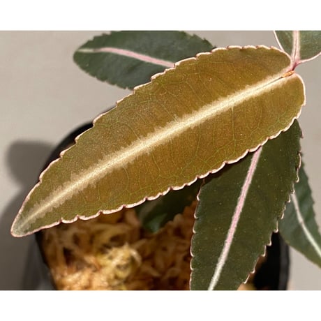 Labisia pumila from Solok sumatera [LA0117-01]