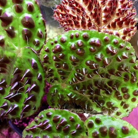 Begonia melanobulata from North Vietnam
