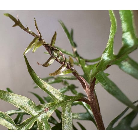 Labisia sp. from Central Papua