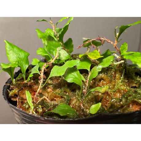 Microgramma heterophylla 伊藤蟻植物農園