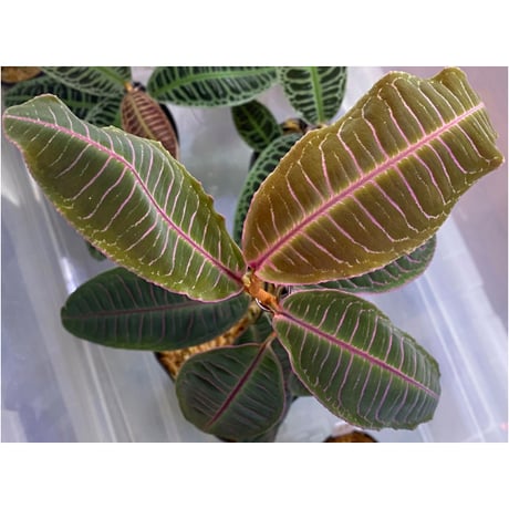 Labisia sp. from Riau sumatera