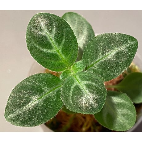 Gymnostachyum sp. f1 from Sumatera Barat [LA0414-01]