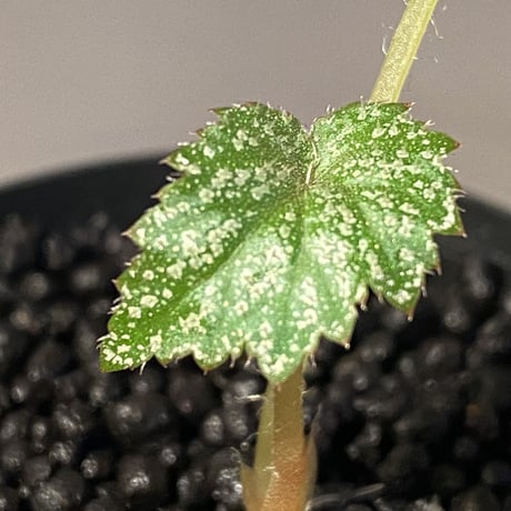 Begonia sp. from Na Hang [YH1118] TK