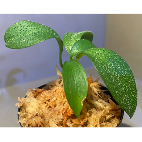 Homalomena hasei "狐尾" from Aceh sumatera [LA0616-04]