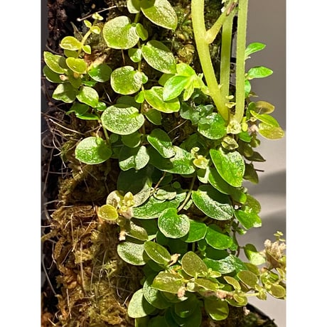 Ficus sp. from Aceh sumatera [LA0616-04]