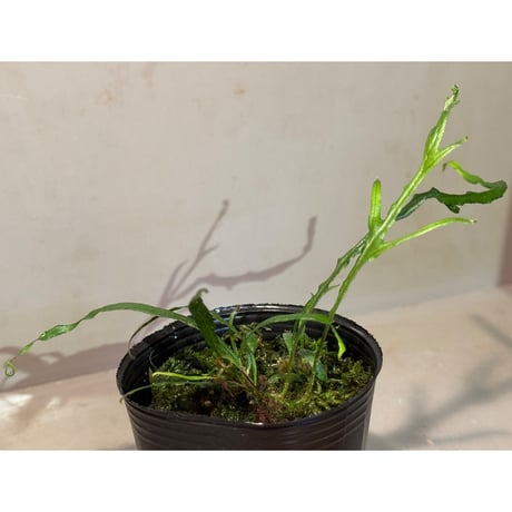 Microsorium sp. from Saripoi [LA0515-02]