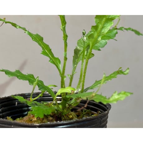 Microsorum sp. "Short Dragon Tail"
