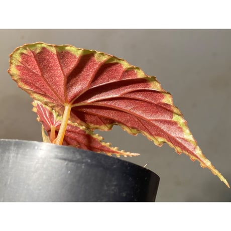 Begonia cf. baramensis