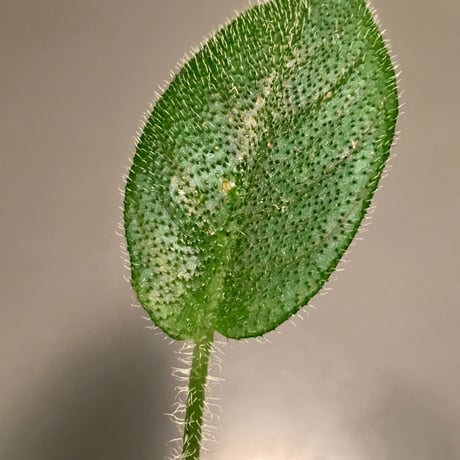 Schismatoglottis sp. from Kalimantan barat
