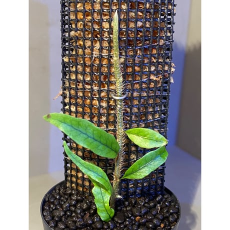 Microgramma lycopodioides from Guatemara 伊藤蟻植物農園