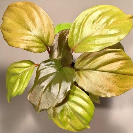 Homalomena sp. A from Sepuluh Koto wf1 [KZT]タグ付き