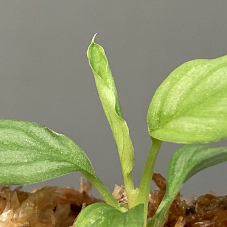 Homalomena sp. from Riau sumatera [LA1119-02]