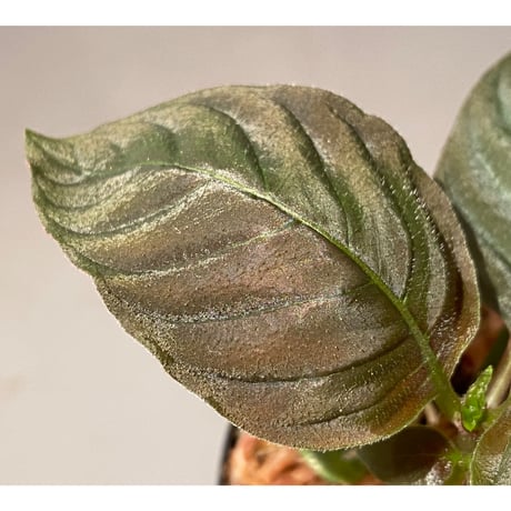 Ophiorrhiza sp. from Papua Barat[LA0319-01]