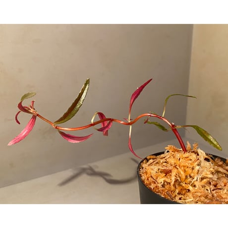 Sonerila linearis from Kedah Malaysia [LA0717-02]