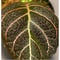 Pearcea hypocyrtiflora from  South America