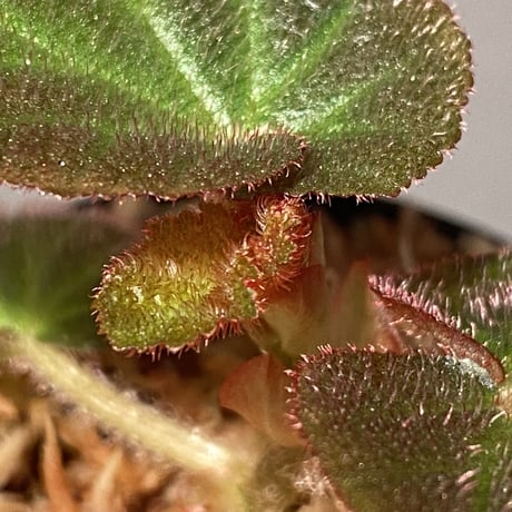 Begonia sp. from Manaus