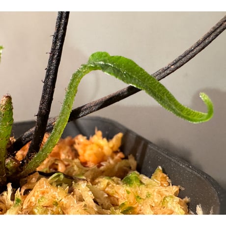 Asplenium sp. from Sulawesi