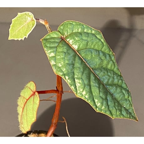Pterisanthes sp. from Sabah-1 [R0515-01a]