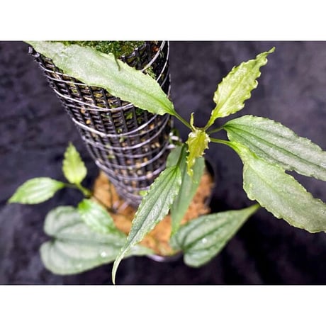 Cissus sp. "Padang" Sumatra barat [TB]