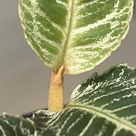 Ardisia sp. from Aceh Selatan [HW0816-03]